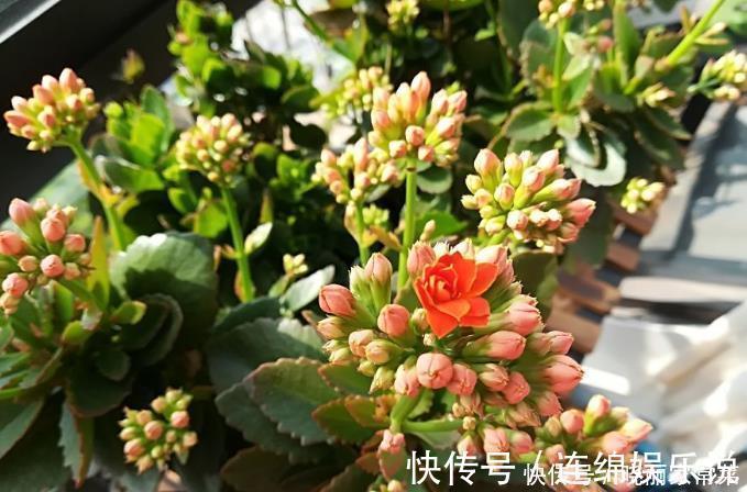 花期中|给长寿花“吃点肥料”，春节花苞特别多，大苗小苗肥肥壮壮