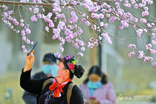 桃花盛开