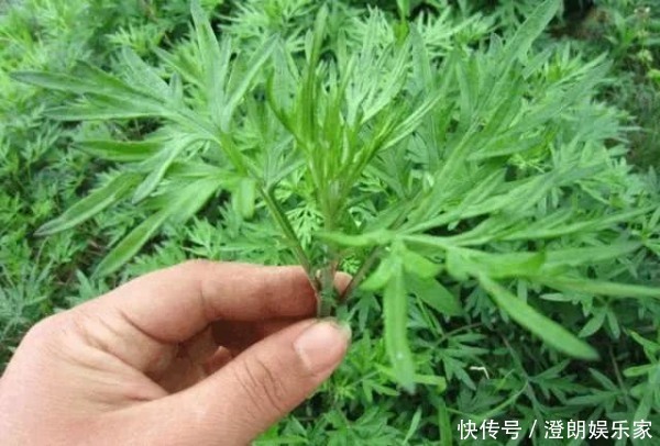 现在才知道,蒲公英不能随便泡水喝,三个问题要注意,别犯错!