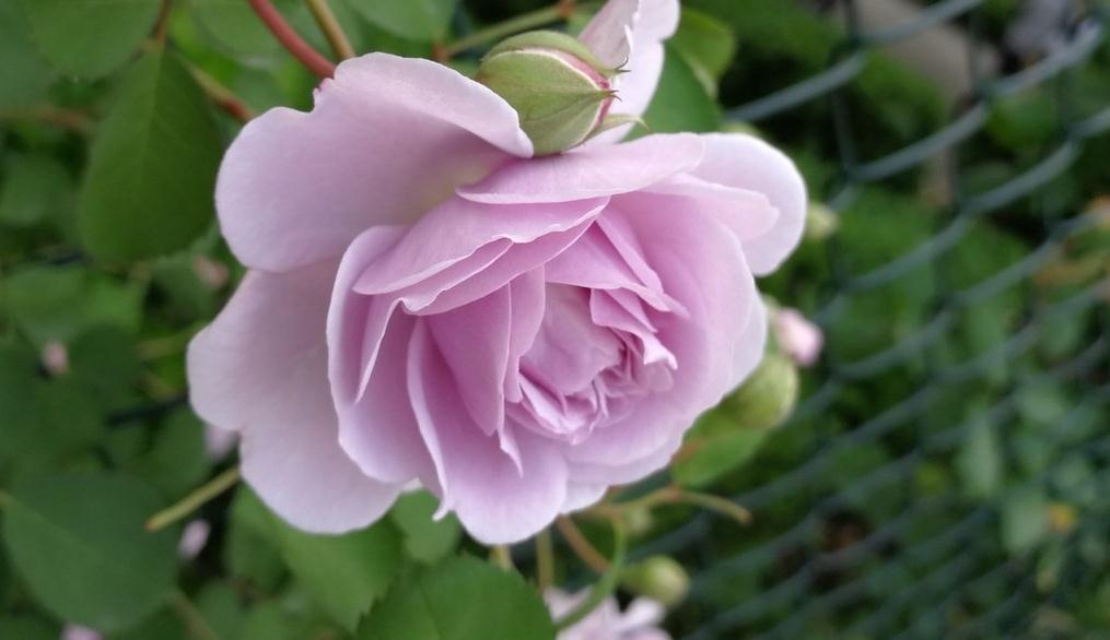 老枝|又到了欧月爆花的季节,这样养护爬满你的院子