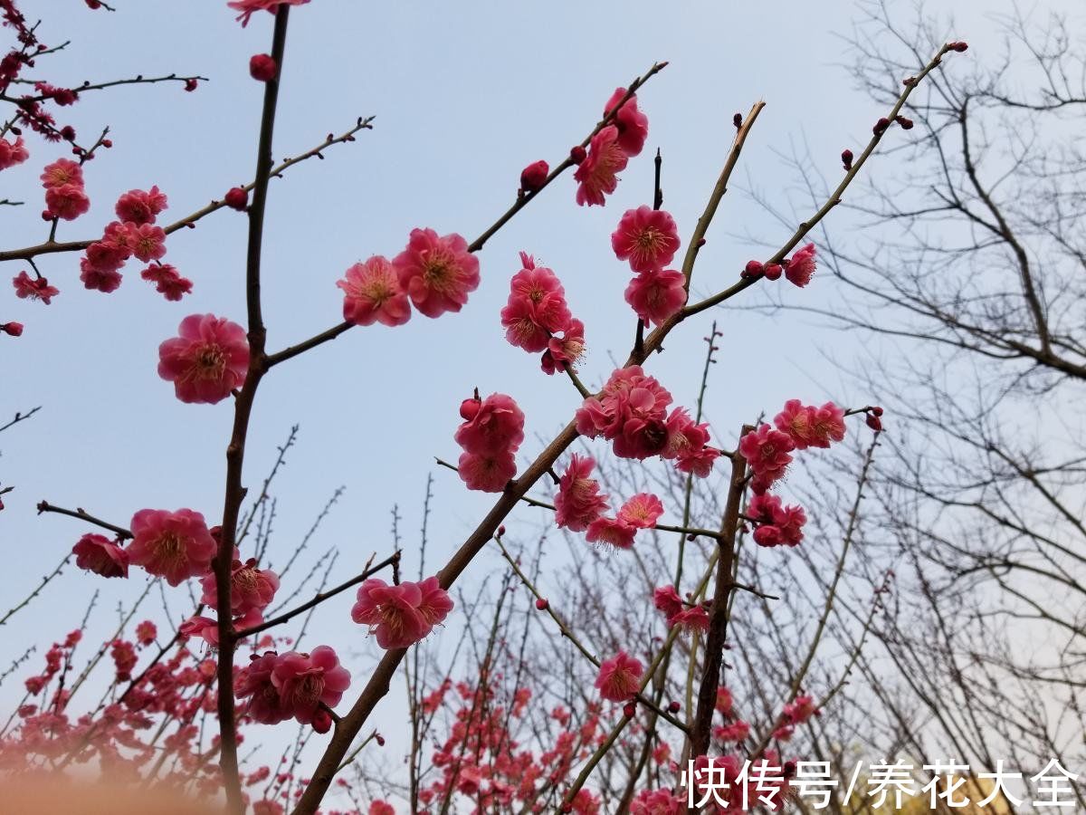 想要家中多贵气,当然要养岁寒三友,冬天养更合适