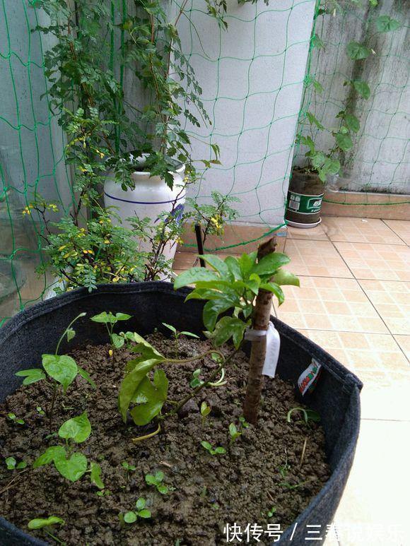 这种水果太好养,1粒种子就能爬满阳台,年年都有水果吃!