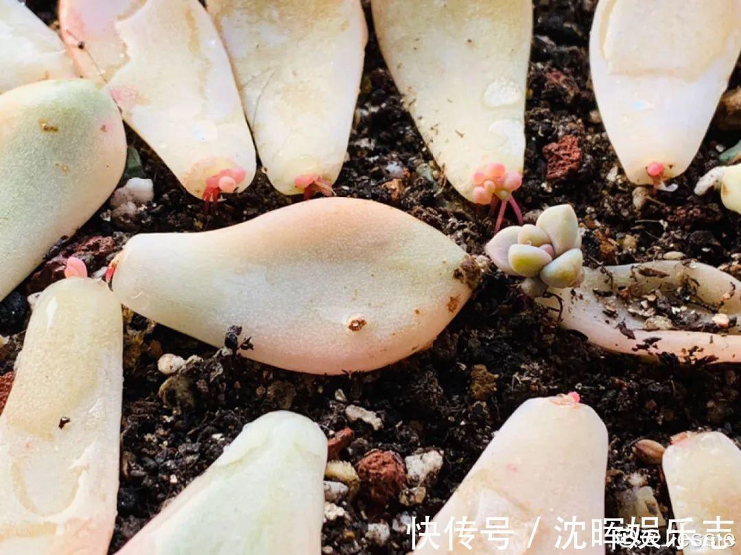 非洲堇|这花送人，只用送一片叶子，插土就活不心疼！