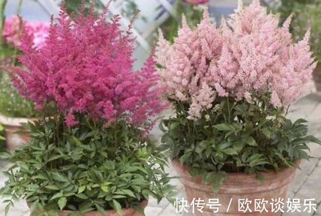 学会用洗衣粉,入坑养花,消灭害虫特别简单