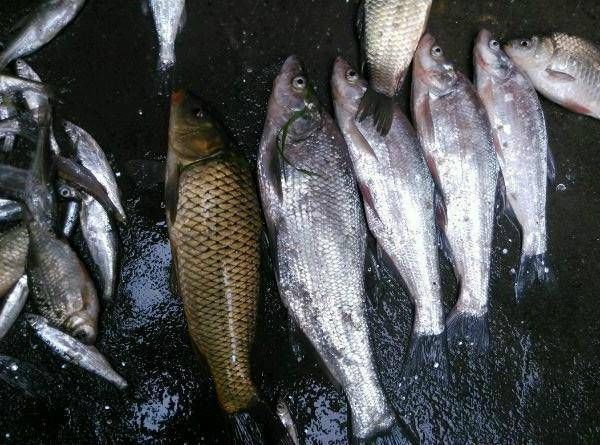 米级|这种鱼到底是不是翘嘴呢,虽然长得挺像,但是这种鱼长不了一米