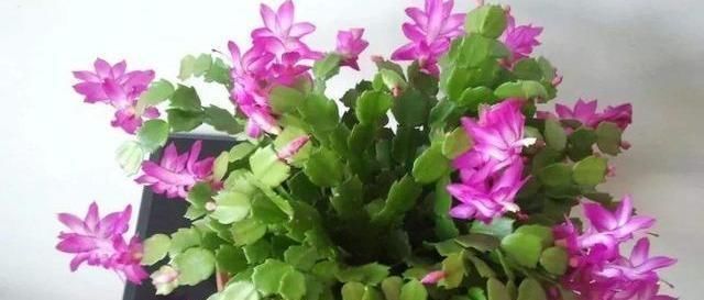 做好这几点,蟹爪兰到了夏天也不怕,轻松度过高温期