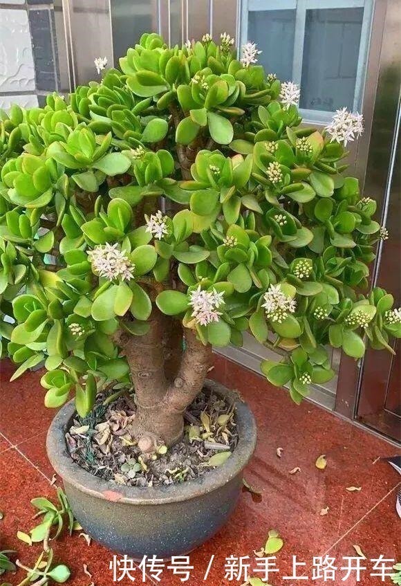 枝条|2种花“不值钱”，花匠教3招，几年养成“盆景树”，1盆上千元！