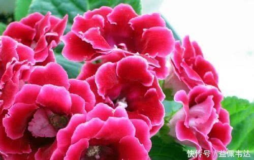 喜欢养花,就养“她”,花朵比牡丹艳、比玫瑰大,花开“上百天”