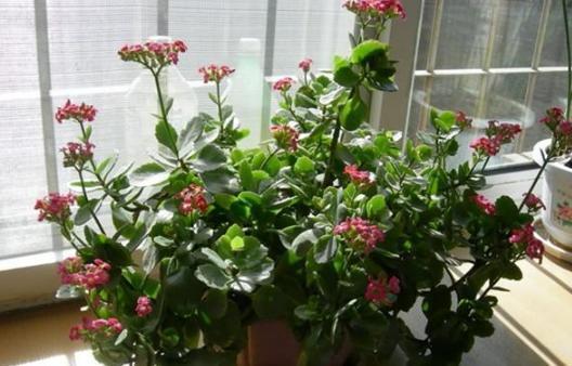 盆栽|夏季盆栽长寿花，重点注意这2方面，秋冬方能蹭蹭花开爆满盆