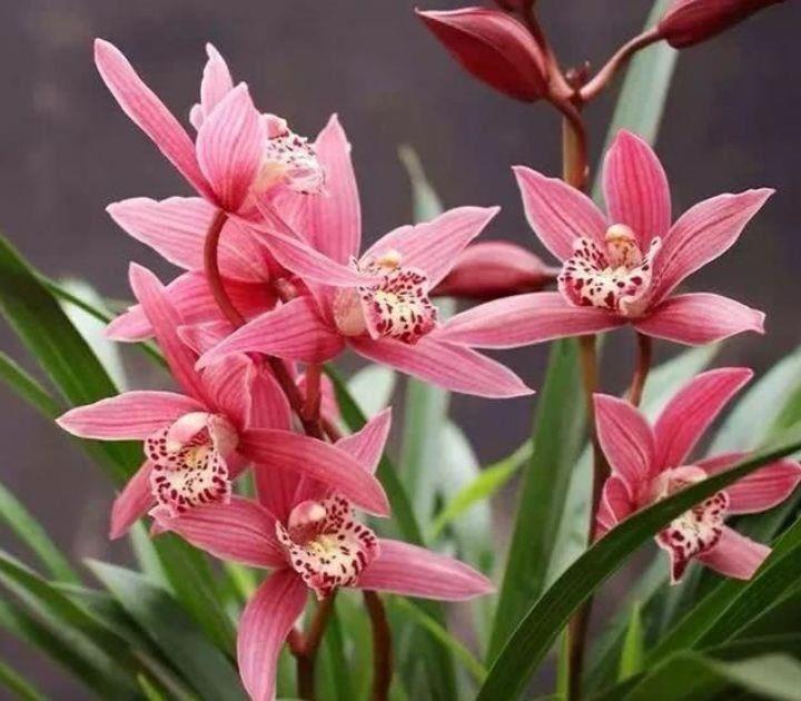 花期长达300天的漂亮花卉,好养易活,家里天天有花赏