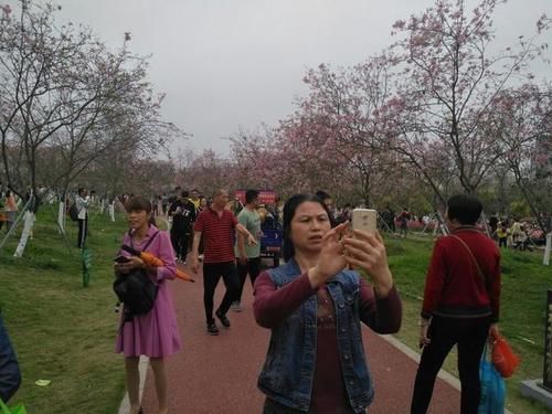 廉江市樱花公园：今日赏花人如潮