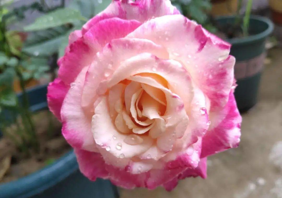 准备好,这花下个月要开,赶紧施肥、催花