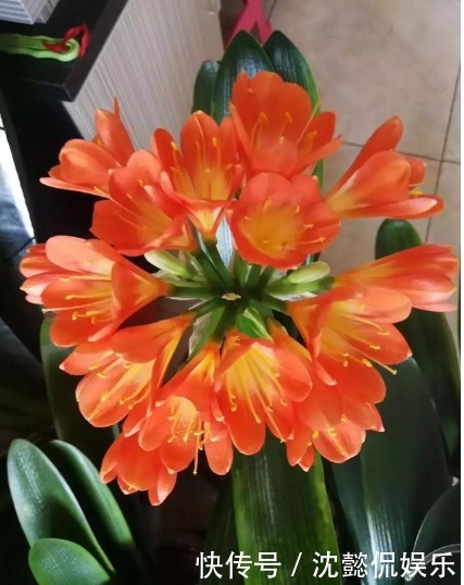 黄豆渣|君子兰不开花学会1招，叶片绿油油，花朵开爆盆，年年开花不断