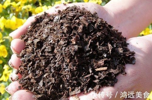 养君子兰知道几个养护小技巧,年年开花四季油绿!早看早知道