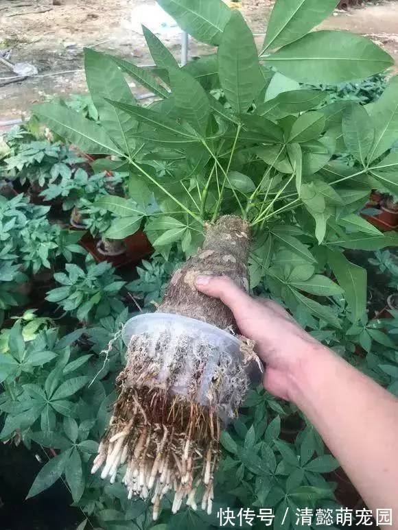 发财树有“三怕两不喜”,难怪怎么都养不活,看了可规避