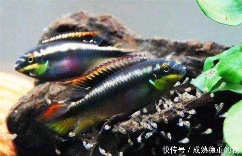 多长时间|如果春节出远门,鱼缸里的观赏鱼最多可以多长时间不喂食