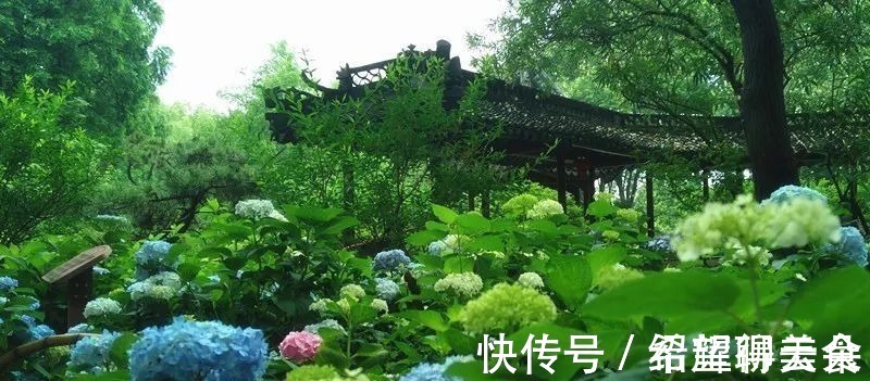 马鞭草|仲夏松江，花开正盛，夏雨荷，今天就能满足你→！