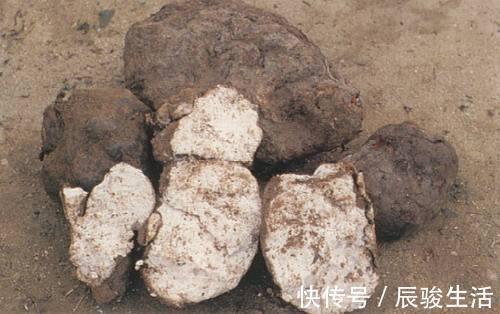 茯苓饼|老人说“一两茯苓,一两金”到底有啥好处养心安神、提高免疫力