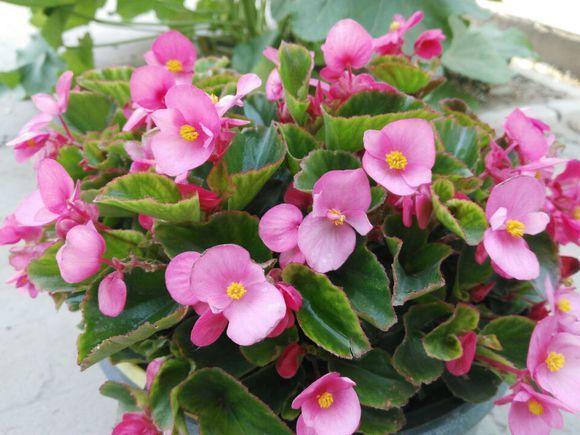 想让家中花团锦簇,4种花卉最适合,懒人都觉得超好养!