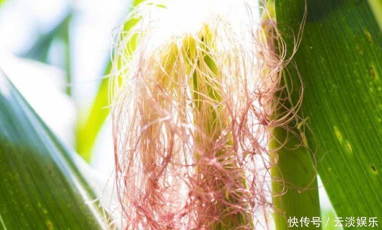 清明|别看它不起眼, 却是天然“降压药”, 经常吃一点, 血压轻松降下来