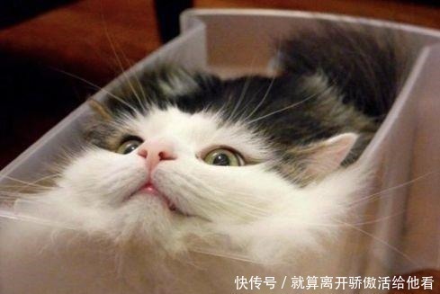 艺术家创造有趣的动物雕塑,你觉得哪个最搞笑