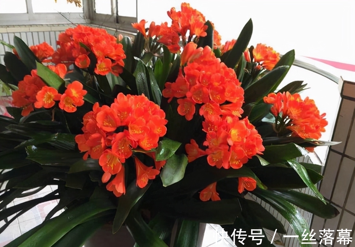库拉索芦荟|7种“富贵花”,客厅养一盆很合适,越养越值钱,能活一百年