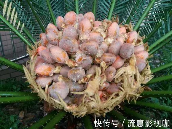 4种花有灵性，平时难开花，一有好事就开花！