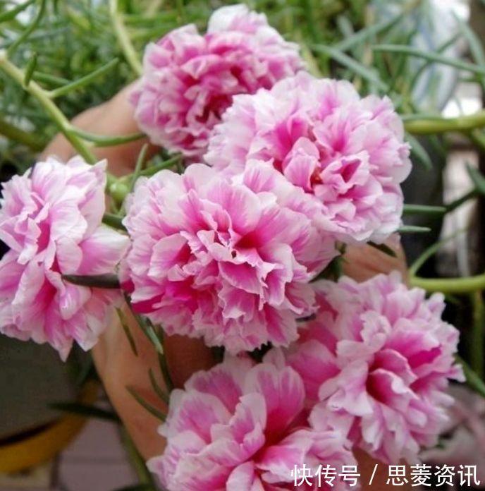 几种花养在家里,一整年都有好运气,开花漂亮财运来,一养就上瘾