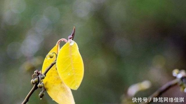  冬天|冬天的雨，最清冷的冬日诗词