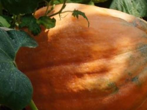 糖尿病|一旦查出糖尿病,再穷也要多吃4物,血糖“稳如山”,别错过