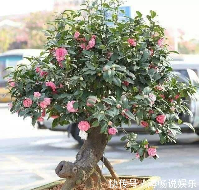 套路|抓住茶花“生长规律”,再来点养花“套路”,养好茶花没那么难!