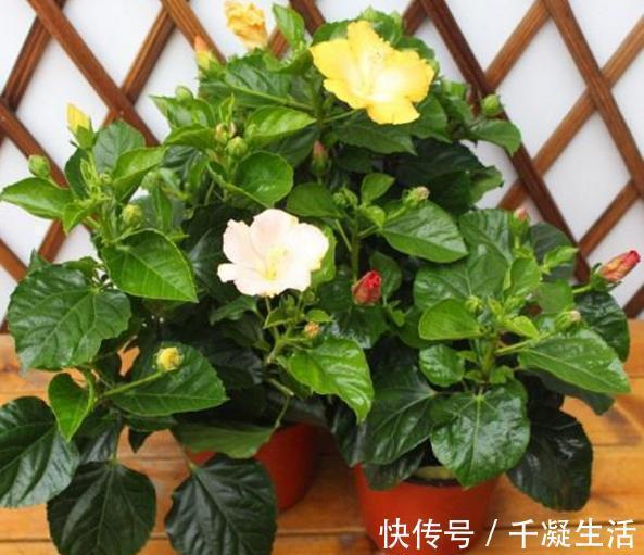 比香水还要香的6种花,栽在阳台上,满屋子都飘香,美极了!