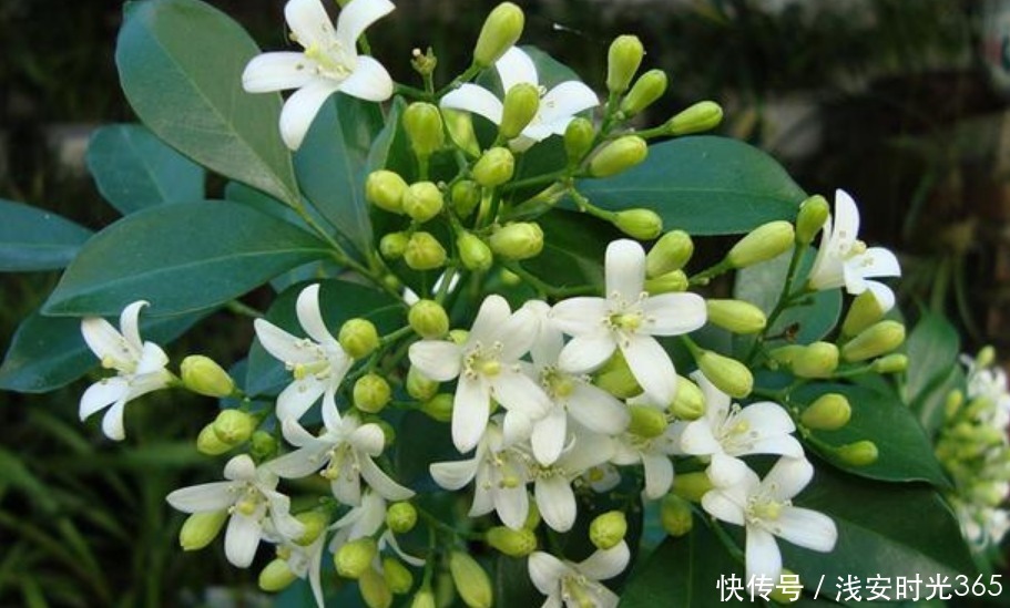 香水|最香的“3种花”,比法国香水还香,养在阳台,满屋子飘香!