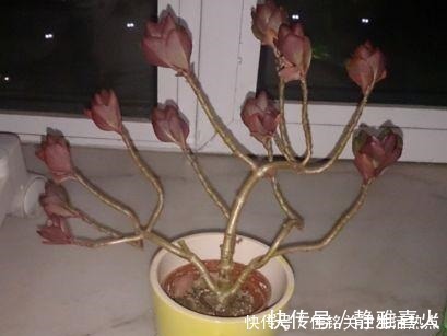 枝条|长寿花嫁接“金枝玉叶”,技巧简单,轻松变成“火树银花”!