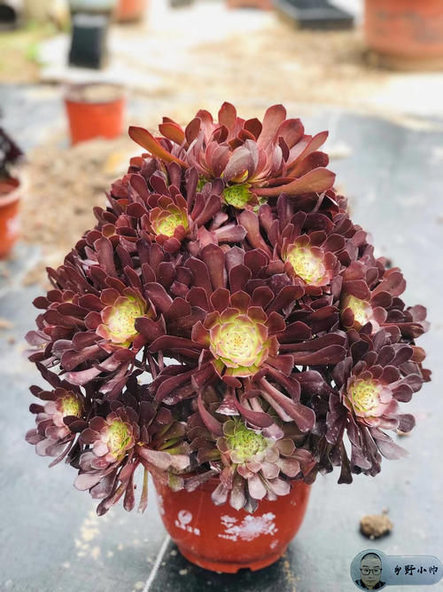 喜欢法师多肉老桩？小帅告诉你法师可以这样养。