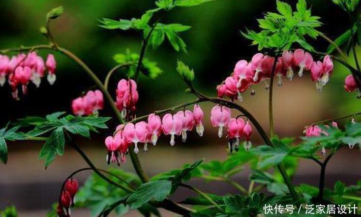 春季|一种不一样的牡丹花,盆栽皮实好养,年年春季挂满粉色“小荷包”