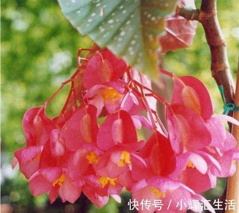 马上就立冬,再没钱也要养“吉吉花”,寓意家庭事事吉利好福气