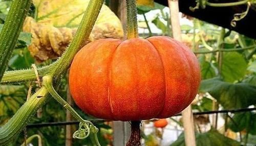 糖尿病患者|吃南瓜是降血糖,还是增糖,不要相信不可靠的谣言,要相信科学