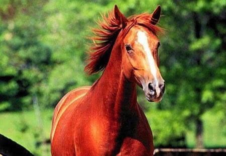 三国|三国时期战马排行榜,名动天下的赤兔仅排第二,第一经历可堪传奇