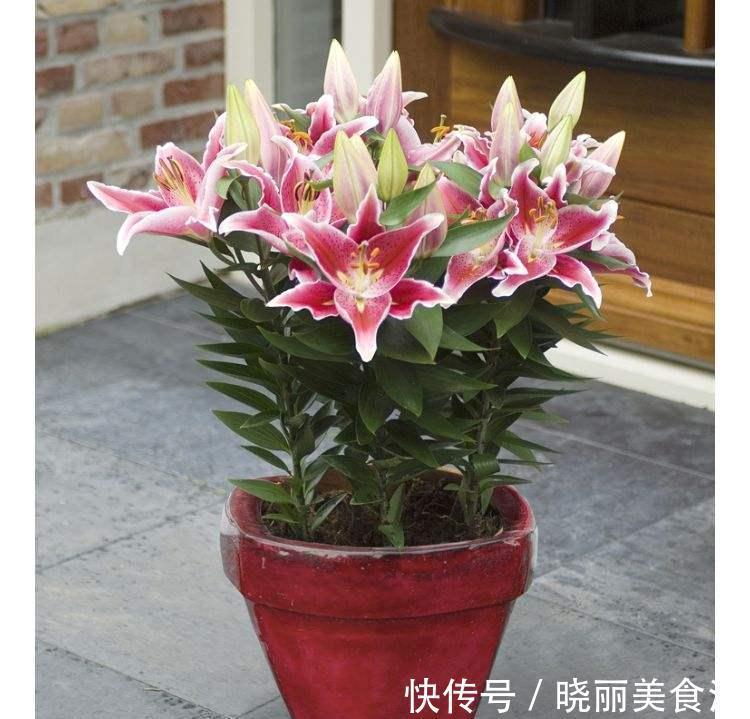 百合花叶子要是发黄了怎么办