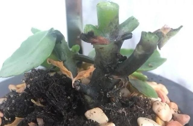 长寿花得黑腐必死无疑?做好3种防护,给它“剃个头”,7天可复活