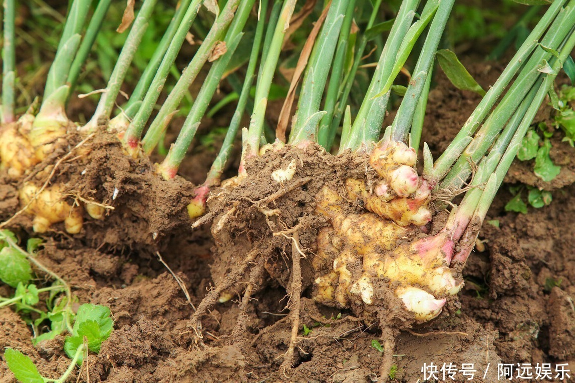 调味品|比八角和味精还伤害大的调味品，若孩子吃得多，个头矮小发育困难