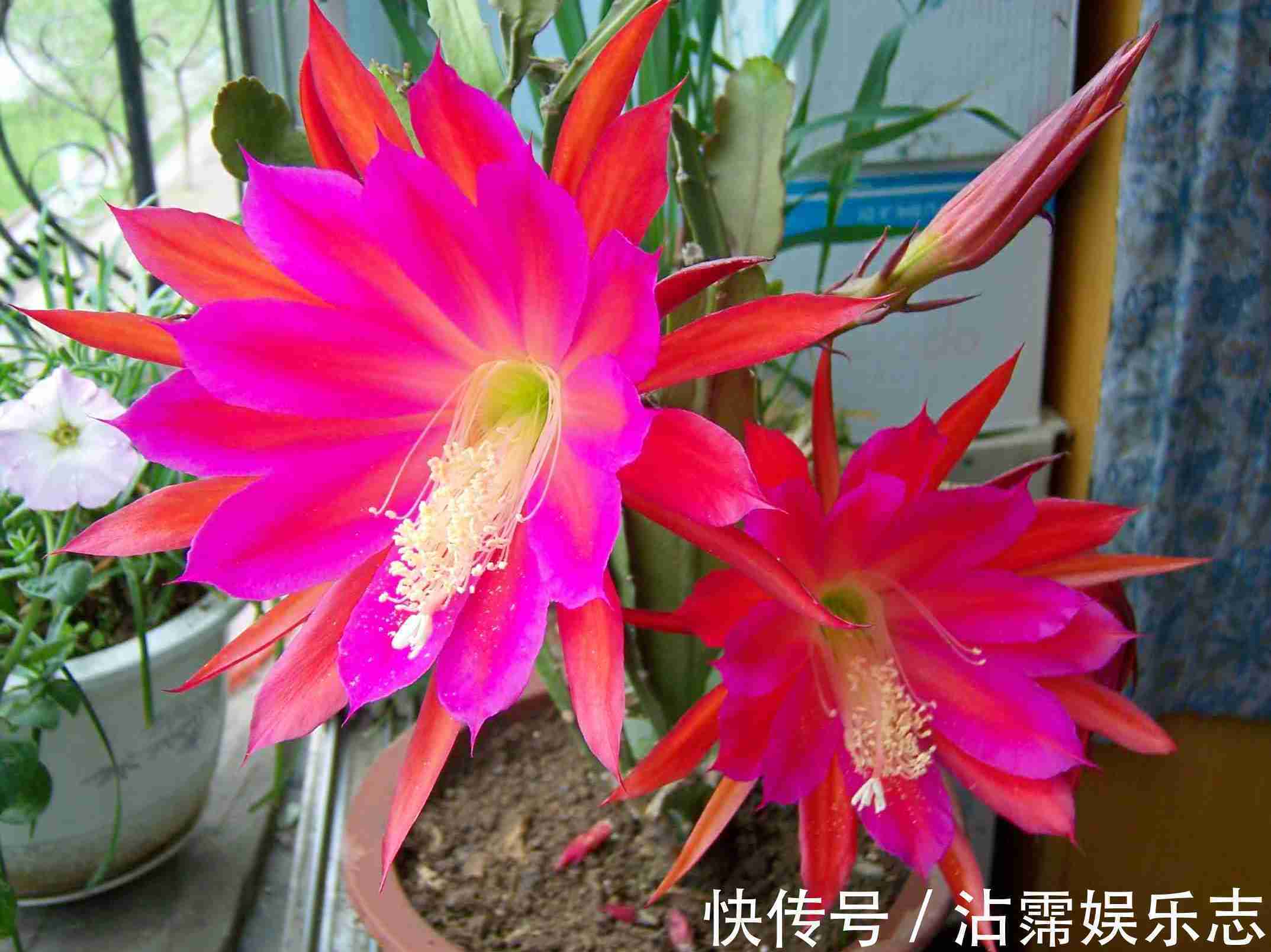 仙人掌嫁接“一种花”，比扦插月季更简单，比嫁接蟹爪兰更好看