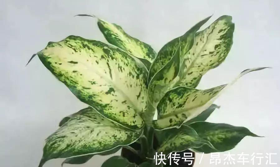 有害气体|家里养这12种“吸毒”绿植，净化空气，老人小孩少生病