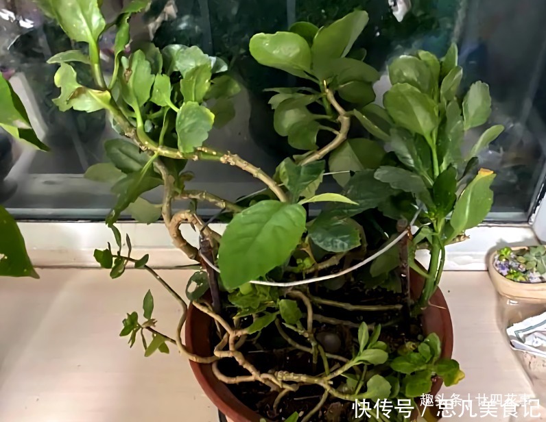 天竺葵|6种花,长高就“变丑”,株型低矮才“漂亮”,要舍得剪!