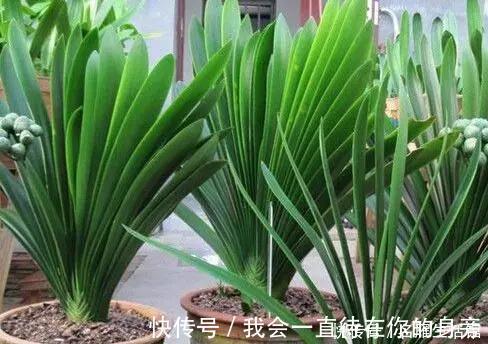 高手教你养君子兰,盆里埋2种东西,长得根粗、叶绿