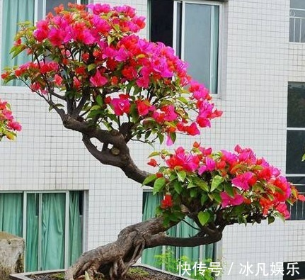 养三角梅,大爷有“妙招”,花苞“翻倍长”,次次开花都“爆盆”