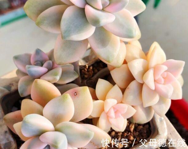 天冷养多肉有7怕,做好7件事多肉不黑腐冻伤安全越冬