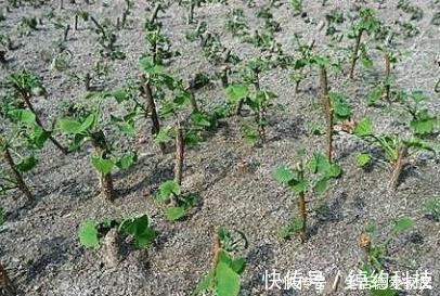 扦插|这些树被称“活化石”,还极好养,1根枝条插土里,浇水就能活