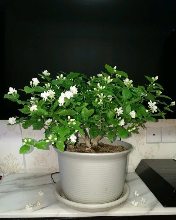 漂亮|6种漂亮花,夏天不怕高温,暴晒,越晒花越多,花开爆盆小半年